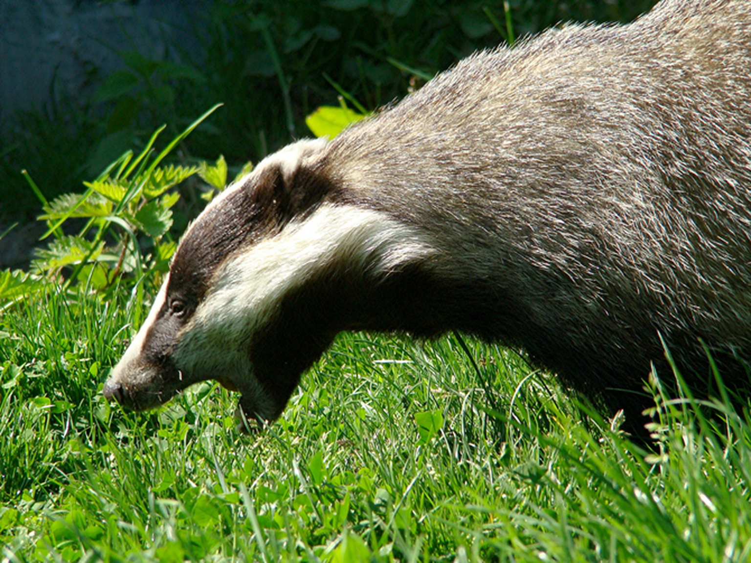 Badgers threaten to cull BT superfast broadband rollout in North Yorkshire
