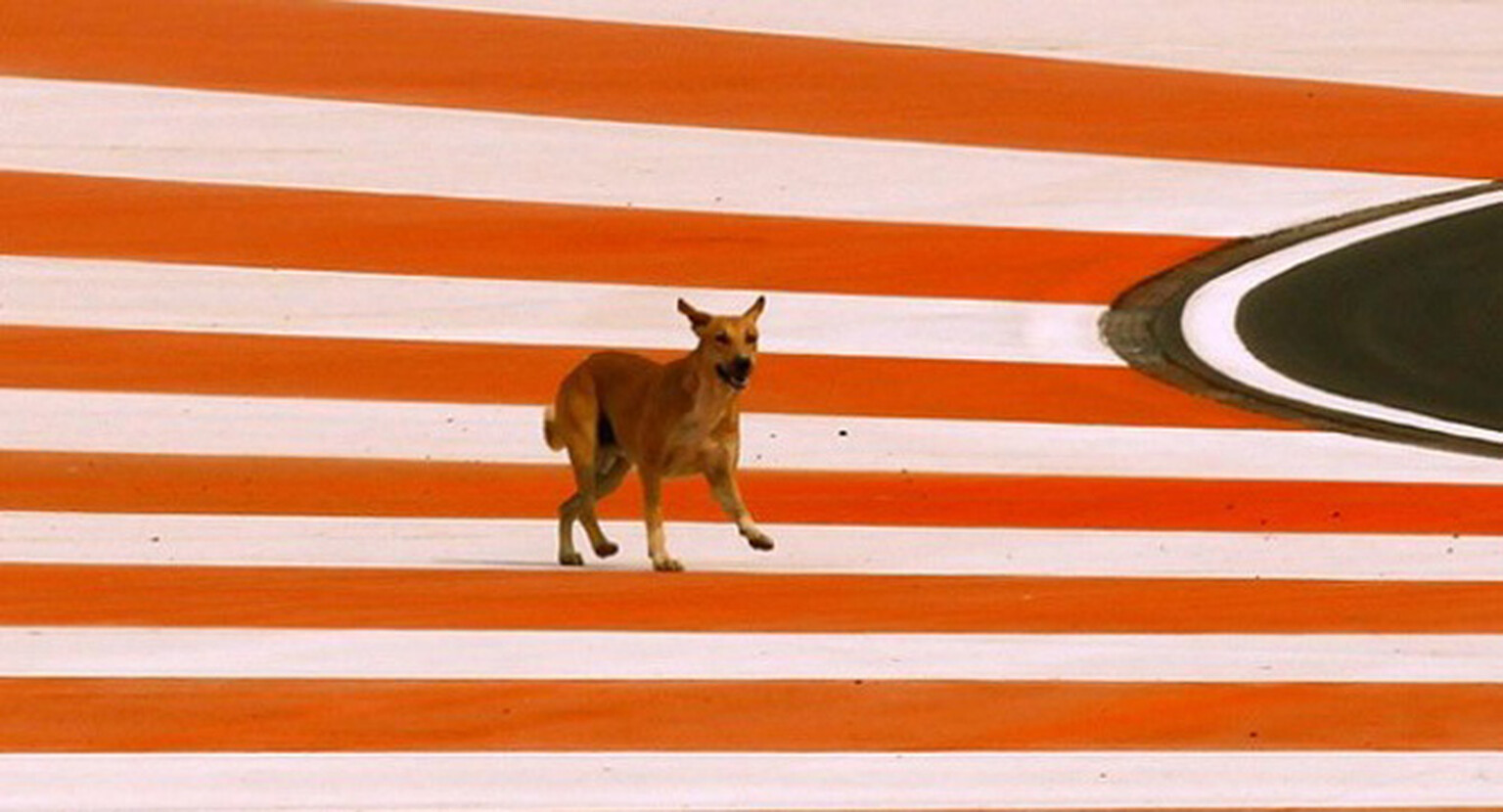 Indian F1 grand prix circuit is now "dog proof"