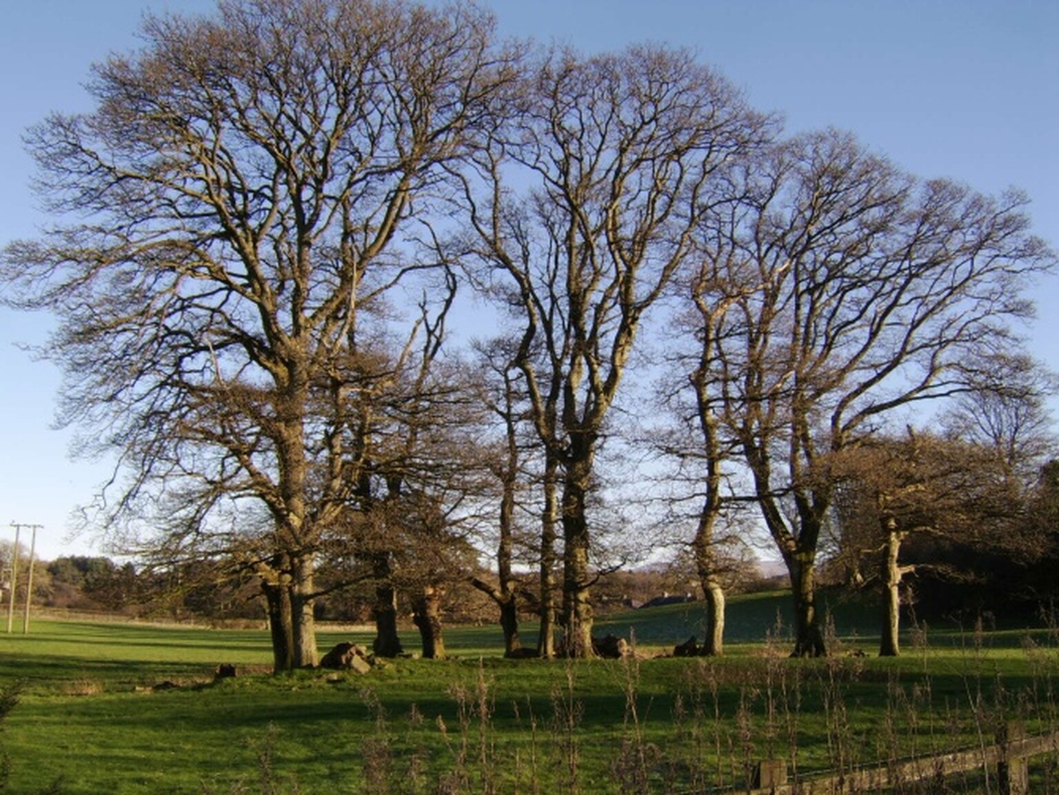 Welsh broadband activists declare war on trees