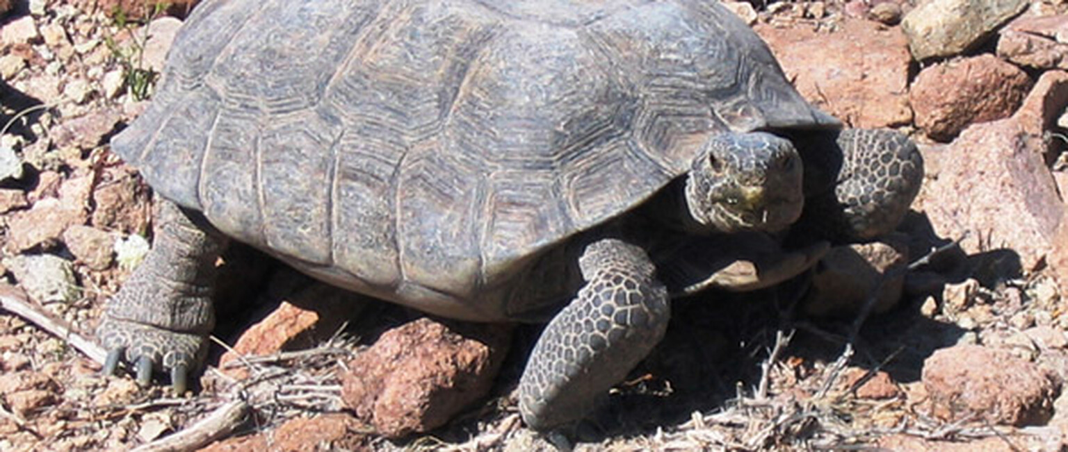 Kia re-homes 27 desert tortoises for new test facility