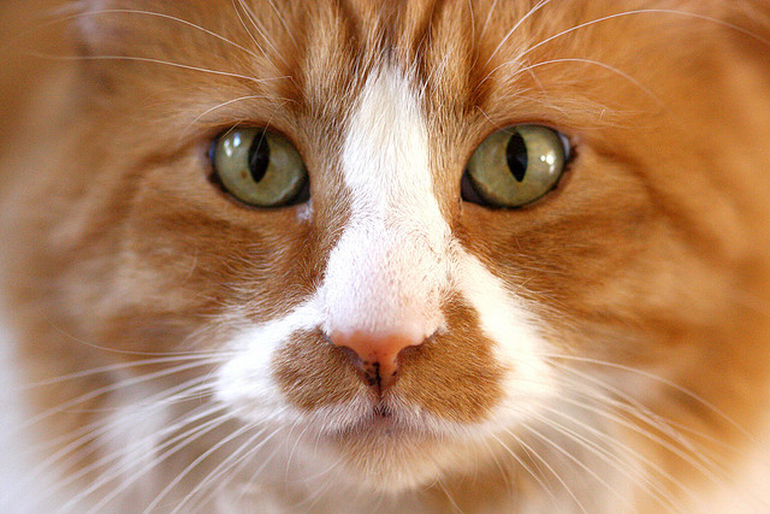 War Kitteh uncovers neighbours' insecure WiFi