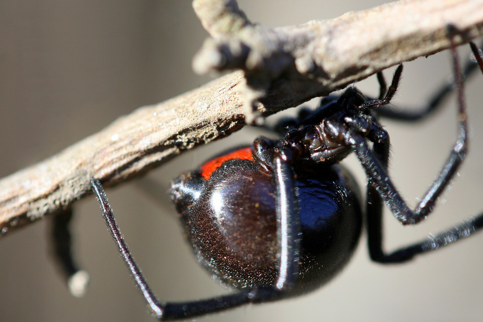 Suzuki recalls 19,000 cars due to fire-starting spiders