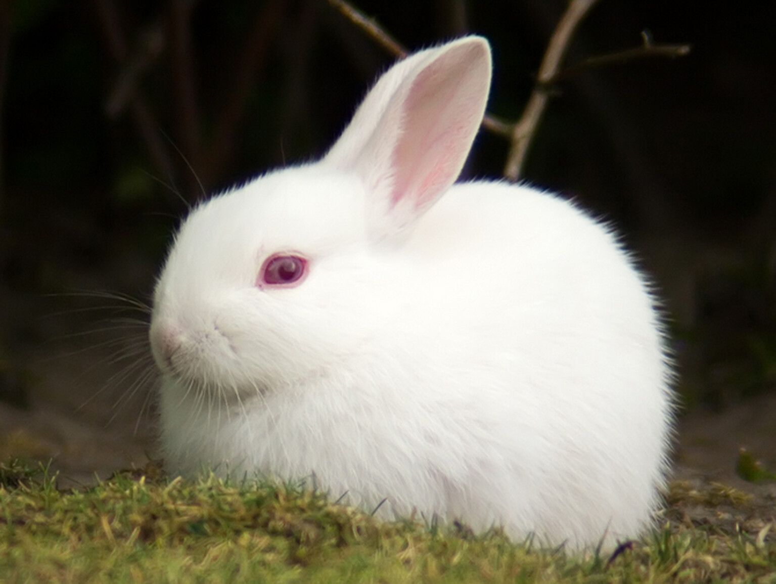 Scores of rabbits attacking cars at airport