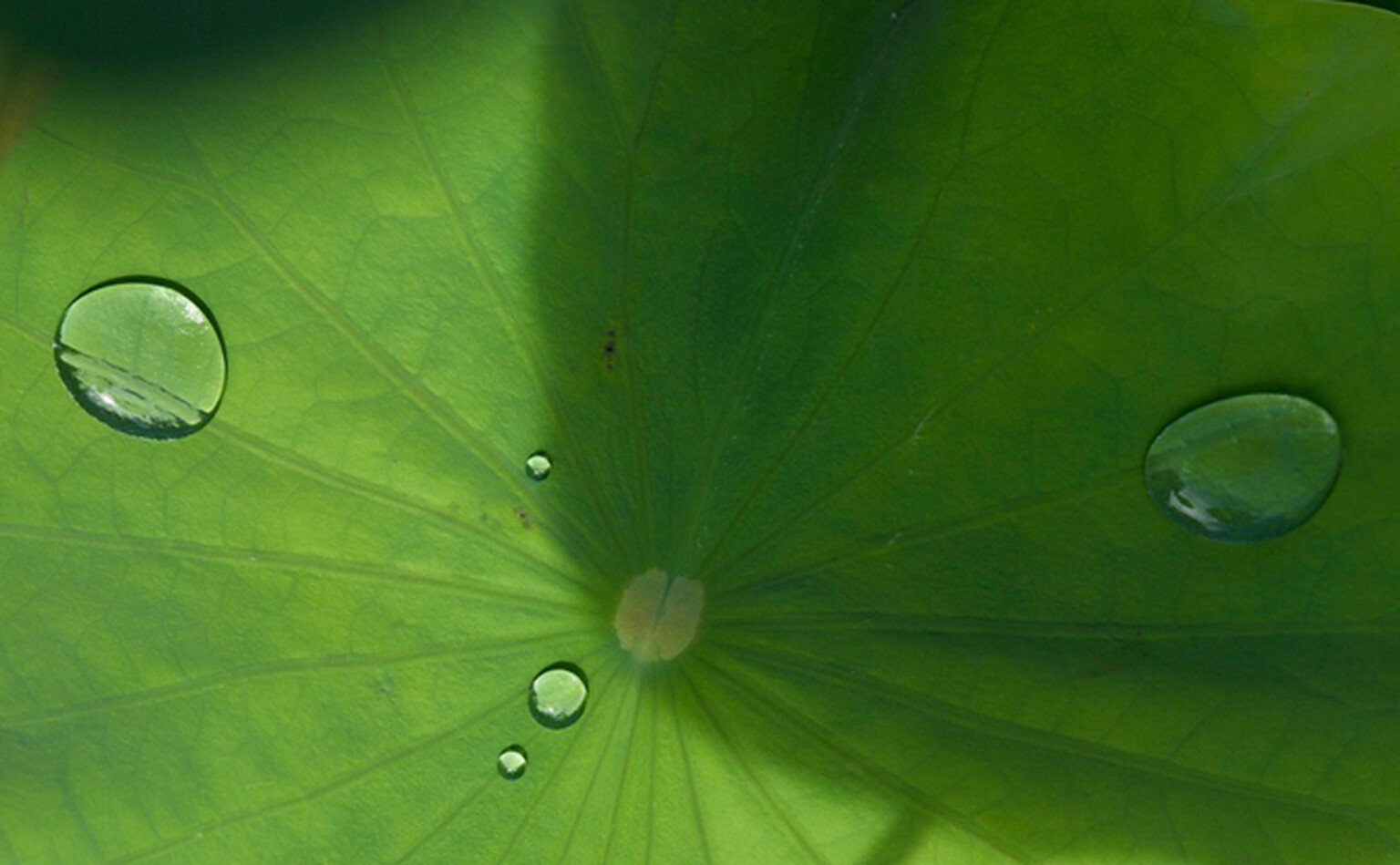Nokia handsets to be water repellant?