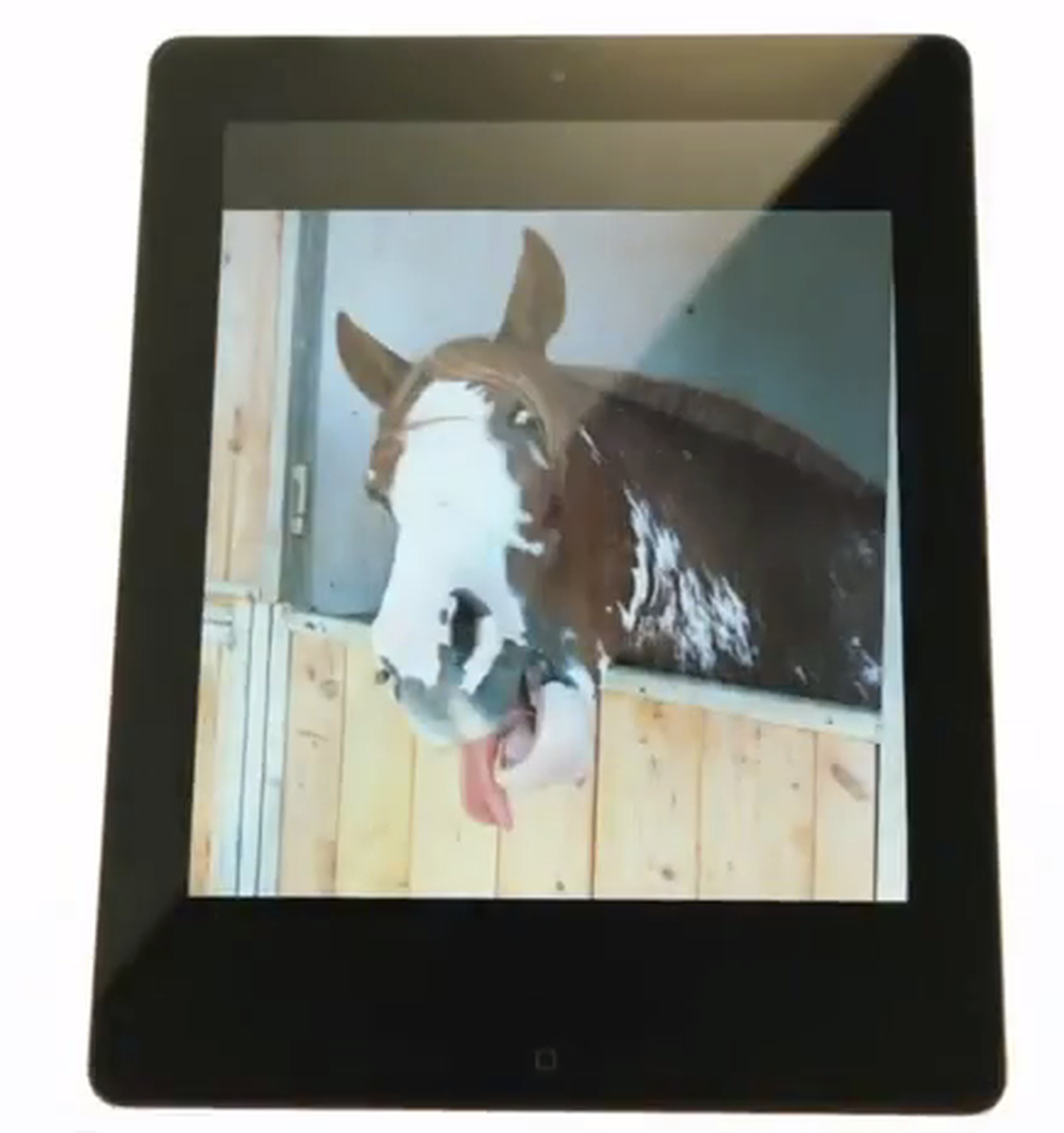 The new iPad: Also for horses