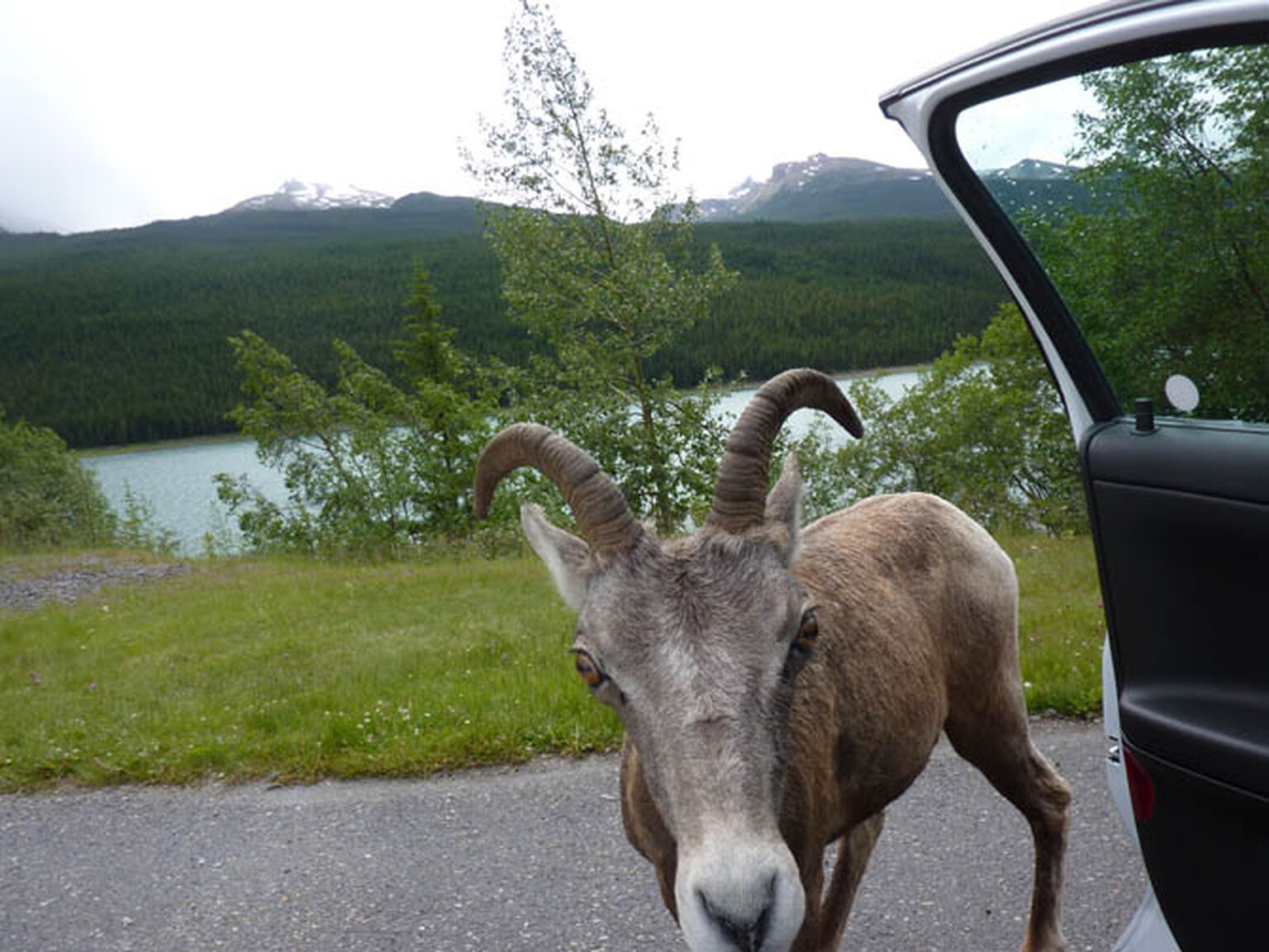 Goats arrested for vandalising police car