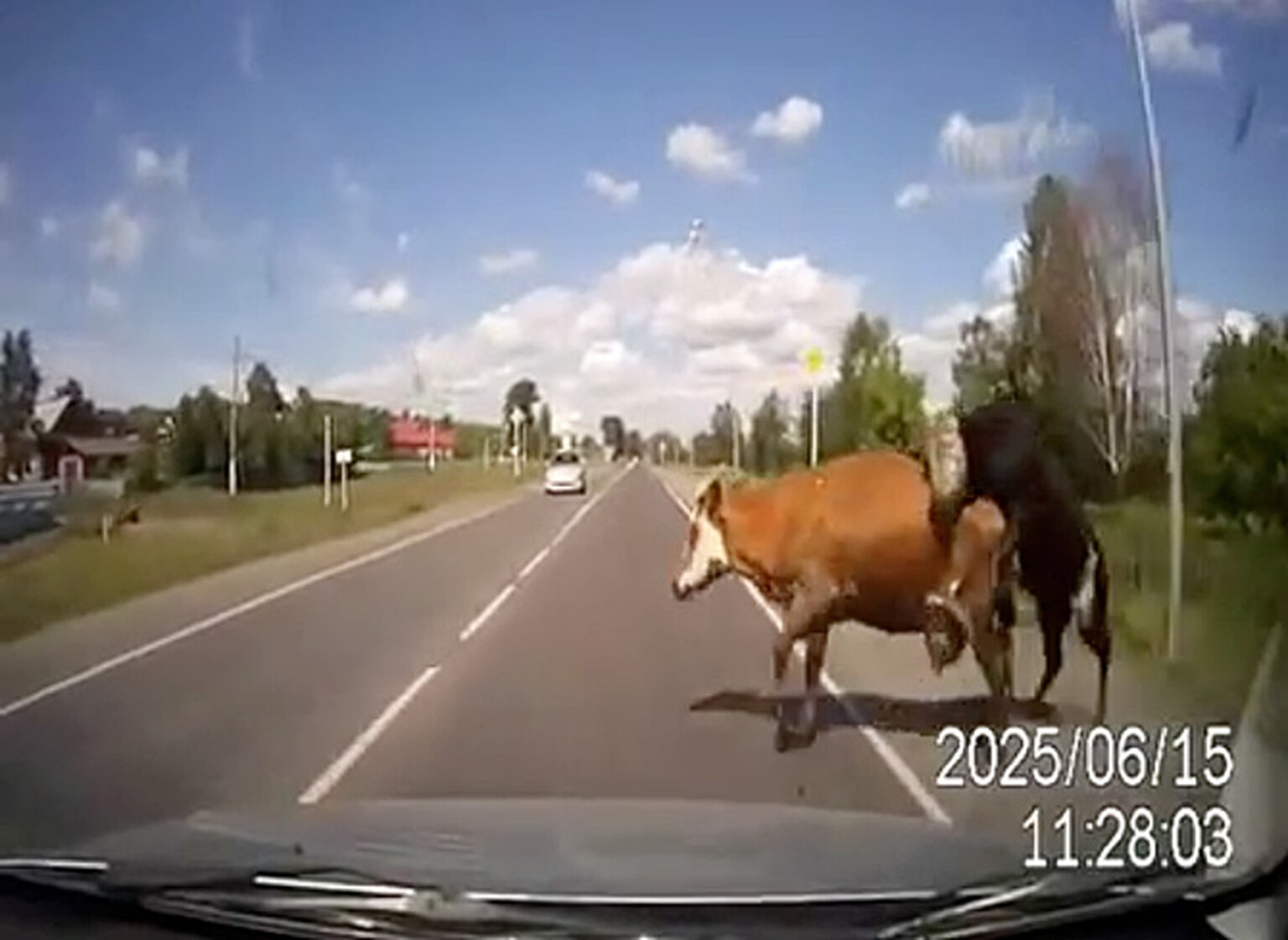 Cows run over while having sex in the road