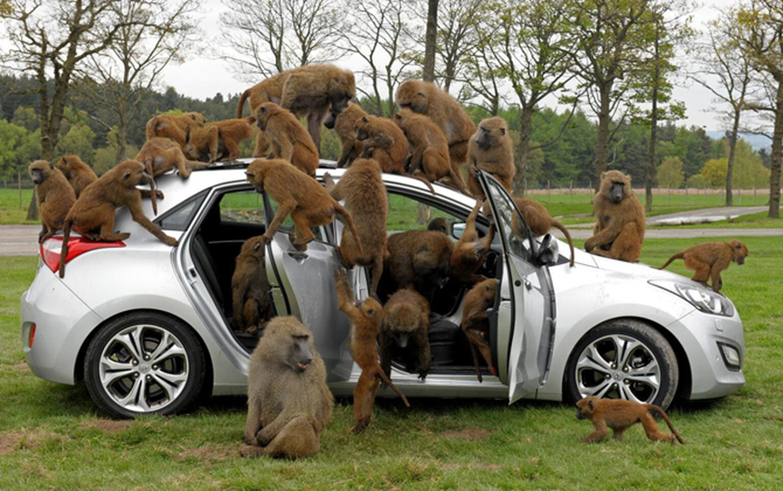 Hyundai subjects i30 to 10-hour baboon torture