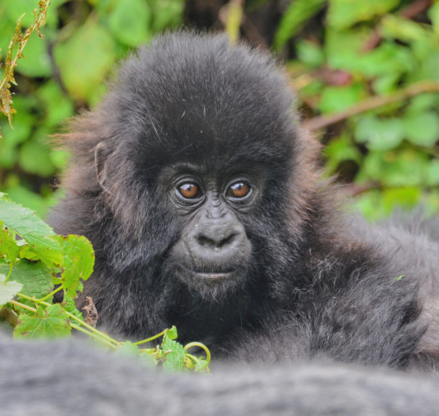 Apes Together Strong: Reddit speculators adopt thousands of gorillas