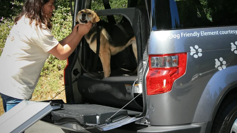 2009 Honda Element with a dog in the back