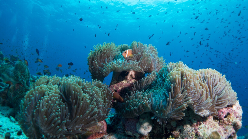 Four Seasons Resort Seychelles has introduced new snorkelling and conservation experiences